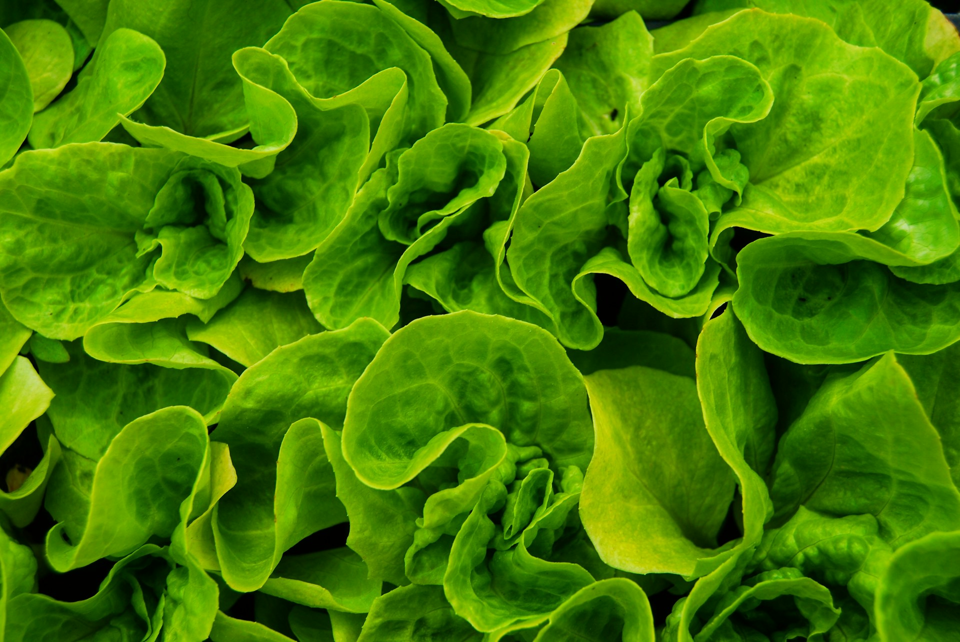 Could Eating Leafy Greens Be Better for Oral Health Than Mouthwash?