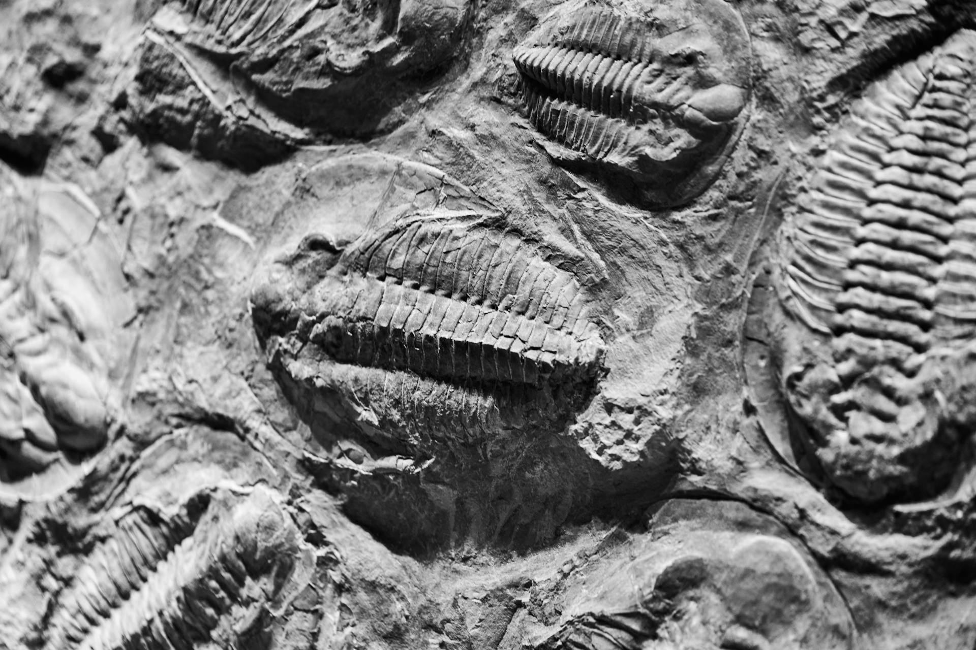 What Has an Analysis of Fossil Human Teeth Helped Us Learn About Ice Age Humans?