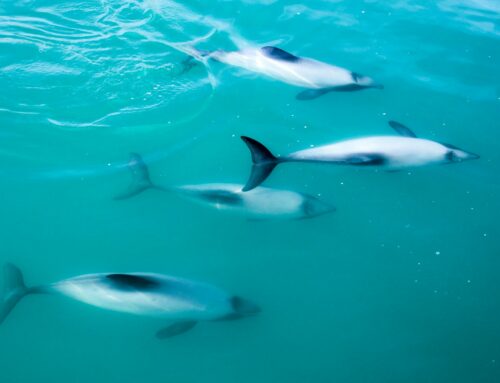 Can the Teeth of Dolphins Help Them To Hear Underwater?