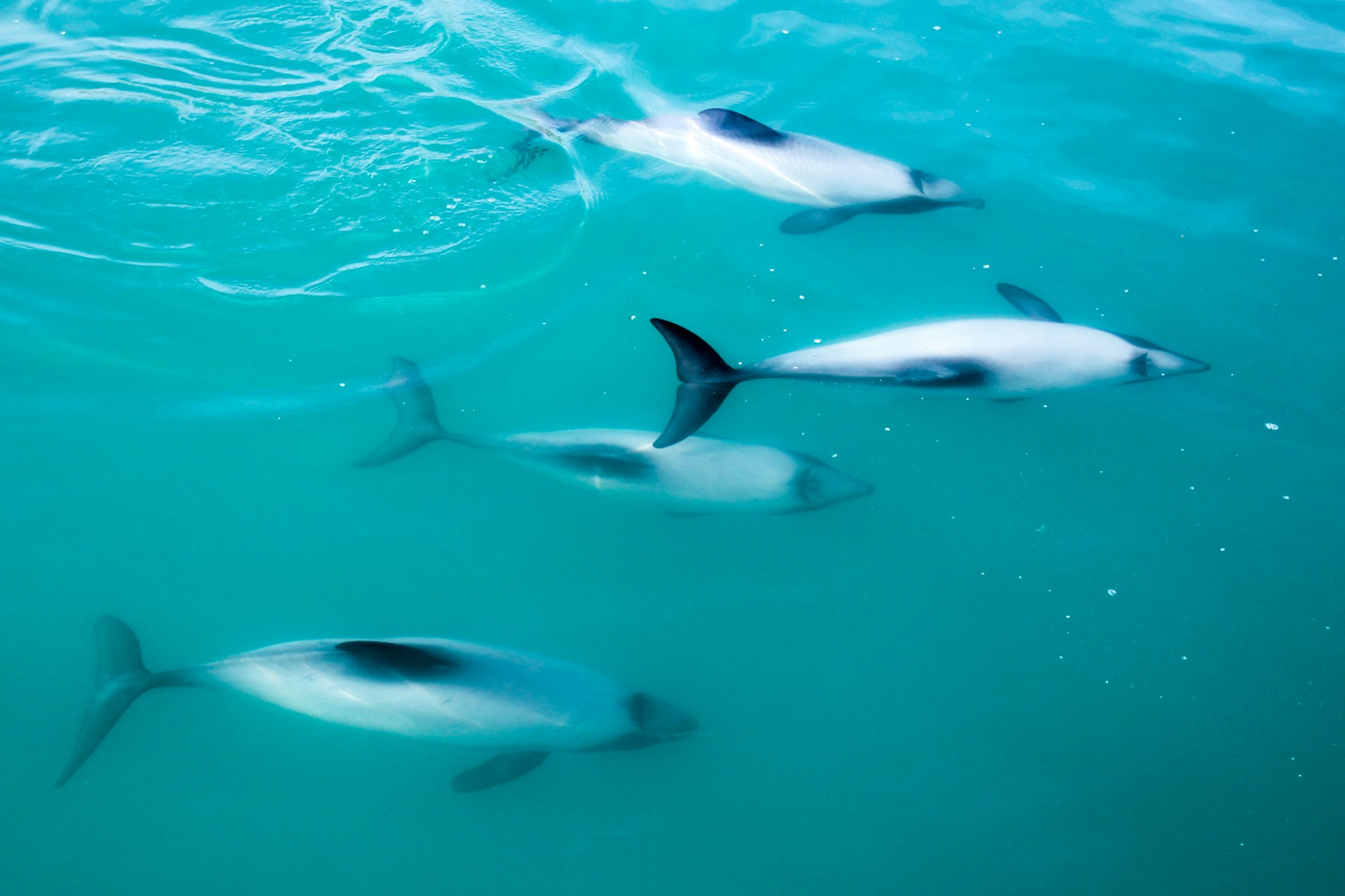 Can the Teeth of Dolphins Help Them To Hear Underwater?