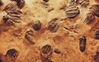 What Is the Connection Between Tooth Sensitivity and Ancient Fish?